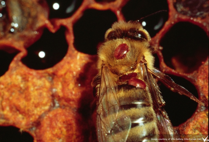 Adult-bee-with-varroa-mites